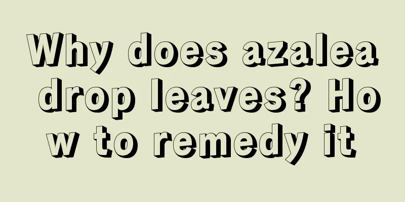 Why does azalea drop leaves? How to remedy it