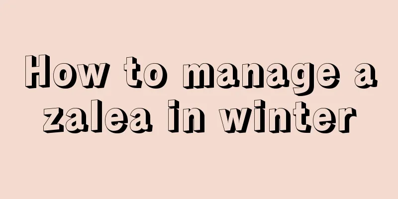 How to manage azalea in winter