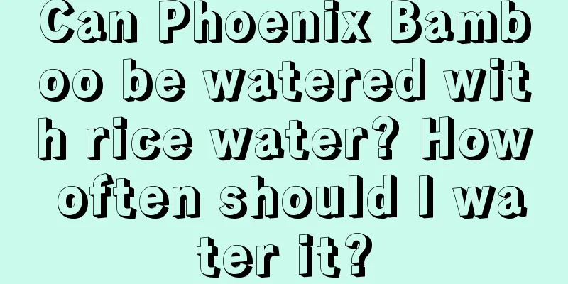 Can Phoenix Bamboo be watered with rice water? How often should I water it?