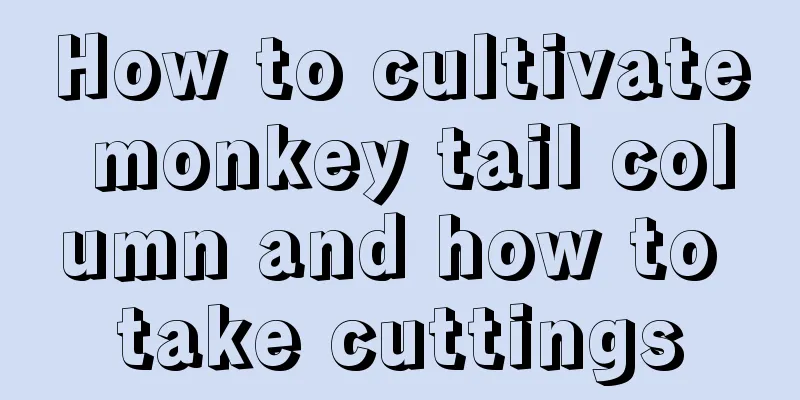 How to cultivate monkey tail column and how to take cuttings