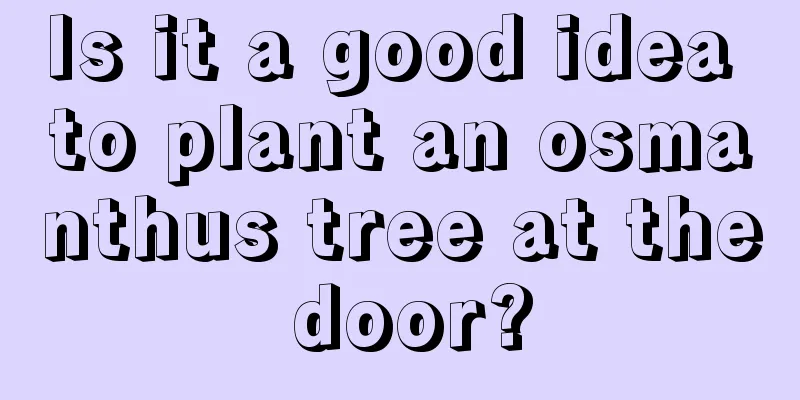 Is it a good idea to plant an osmanthus tree at the door?