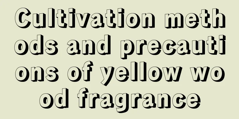 Cultivation methods and precautions of yellow wood fragrance