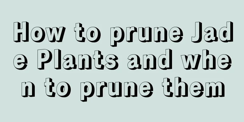 How to prune Jade Plants and when to prune them