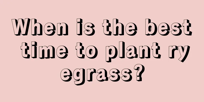 When is the best time to plant ryegrass?