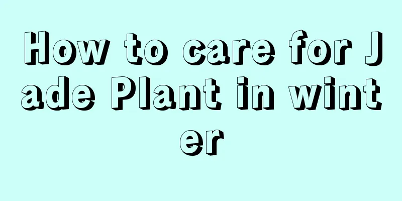 How to care for Jade Plant in winter