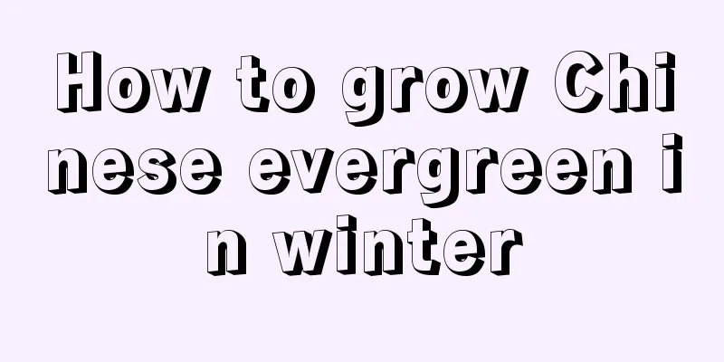 How to grow Chinese evergreen in winter