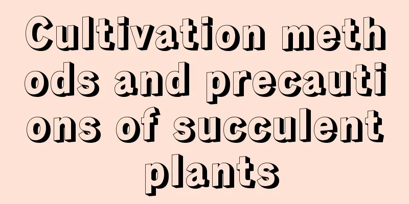 Cultivation methods and precautions of succulent plants