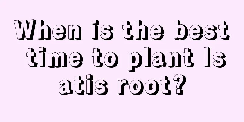 When is the best time to plant Isatis root?