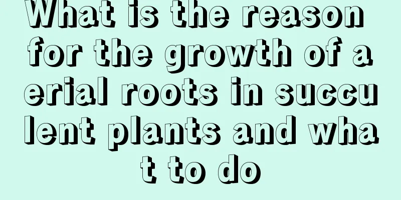 What is the reason for the growth of aerial roots in succulent plants and what to do