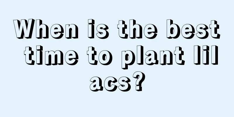 When is the best time to plant lilacs?