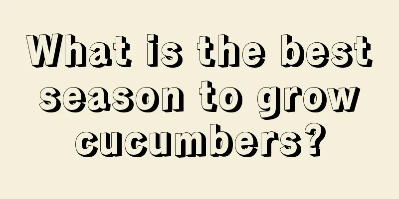 What is the best season to grow cucumbers?