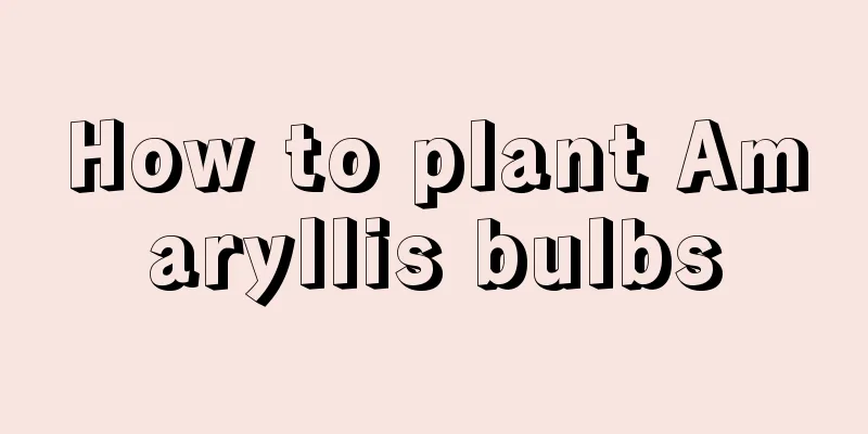 How to plant Amaryllis bulbs