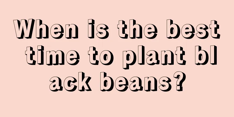 When is the best time to plant black beans?