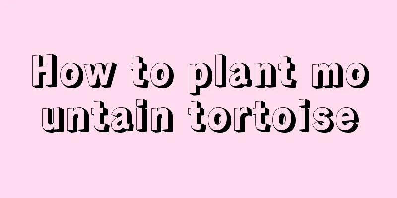 How to plant mountain tortoise