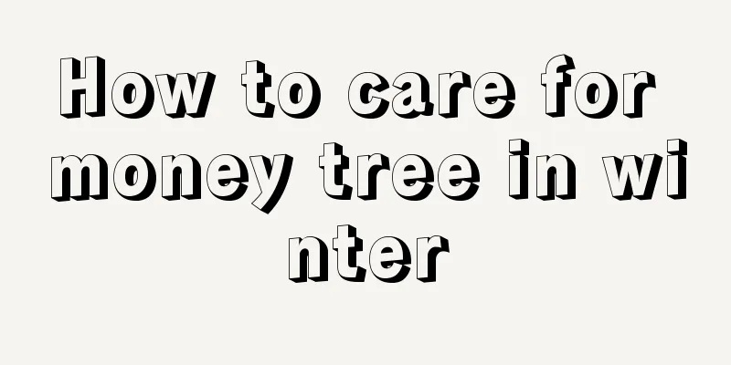 How to care for money tree in winter