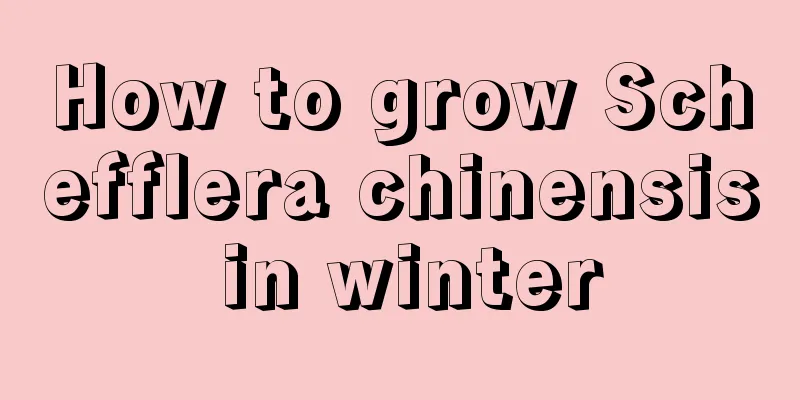 How to grow Schefflera chinensis in winter