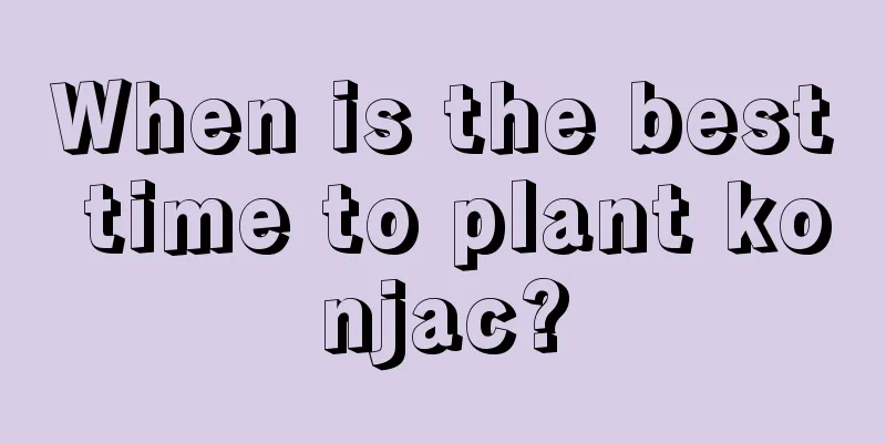 When is the best time to plant konjac?