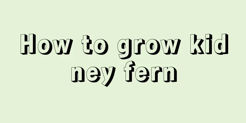 How to grow kidney fern