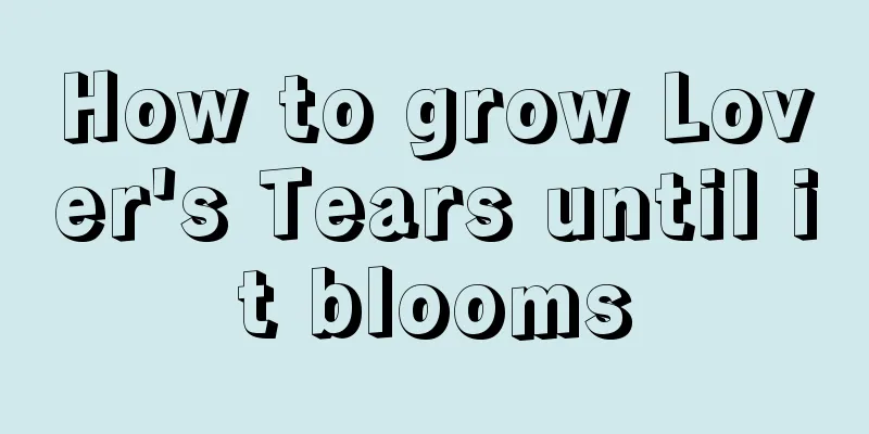 How to grow Lover's Tears until it blooms