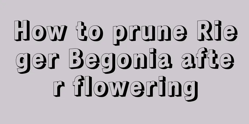 How to prune Rieger Begonia after flowering