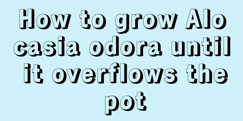 How to grow Alocasia odora until it overflows the pot