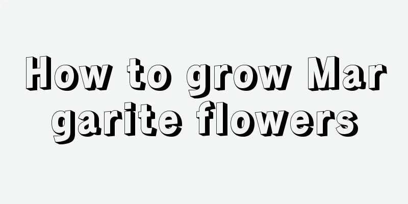 How to grow Margarite flowers