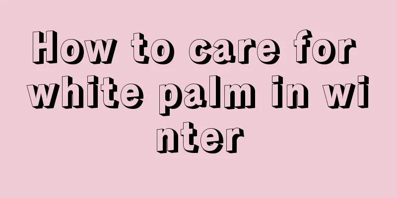 How to care for white palm in winter