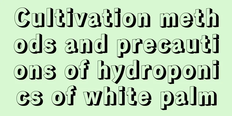 Cultivation methods and precautions of hydroponics of white palm