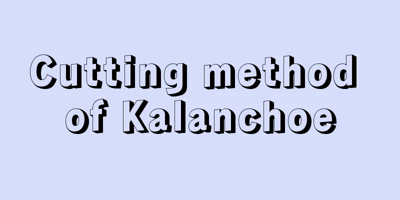 Cutting method of Kalanchoe