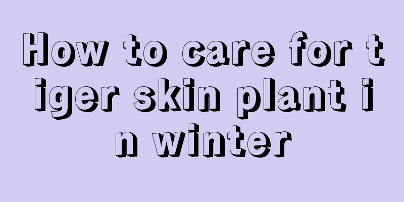 How to care for tiger skin plant in winter