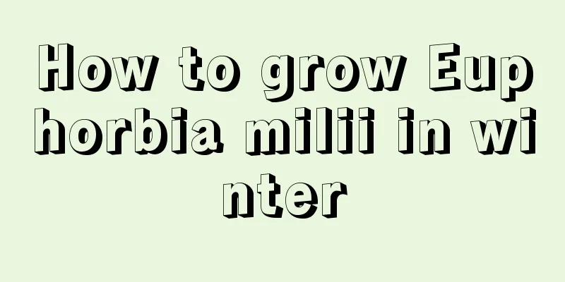 How to grow Euphorbia milii in winter