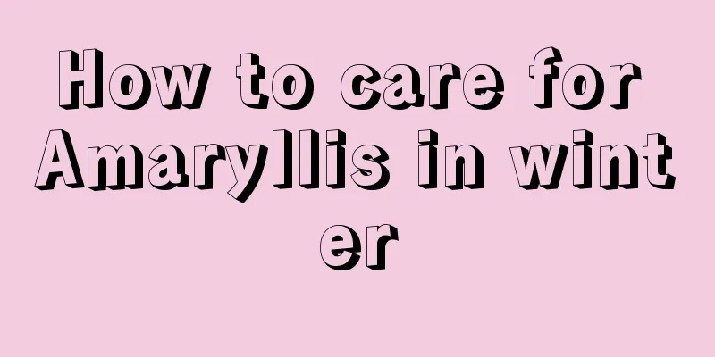 How to care for Amaryllis in winter