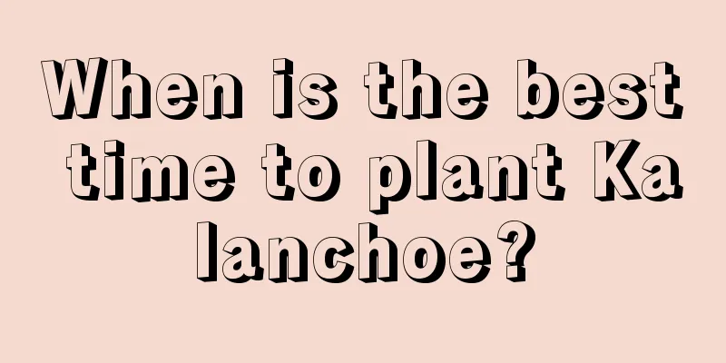 When is the best time to plant Kalanchoe?