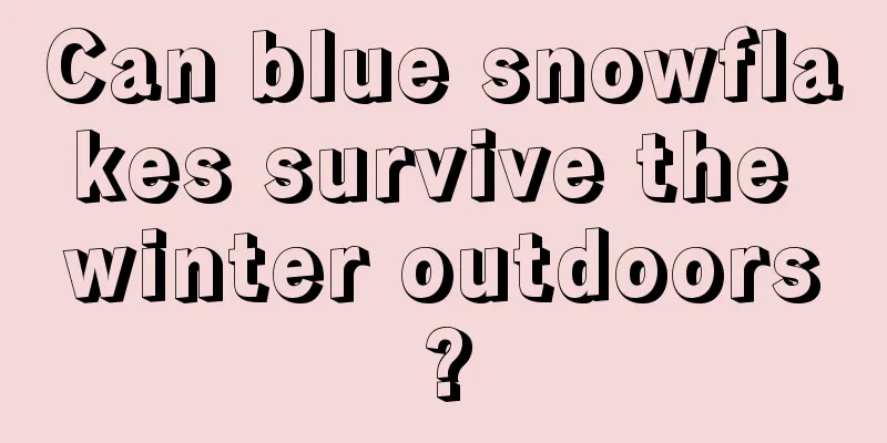 Can blue snowflakes survive the winter outdoors?