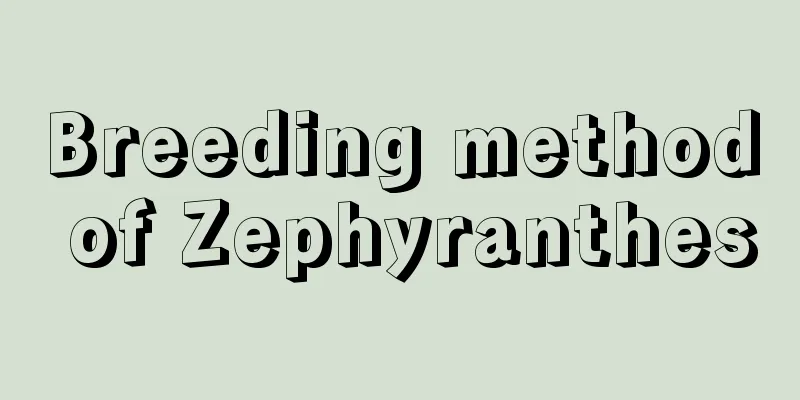 Breeding method of Zephyranthes