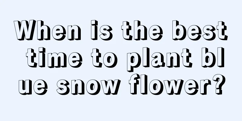 When is the best time to plant blue snow flower?