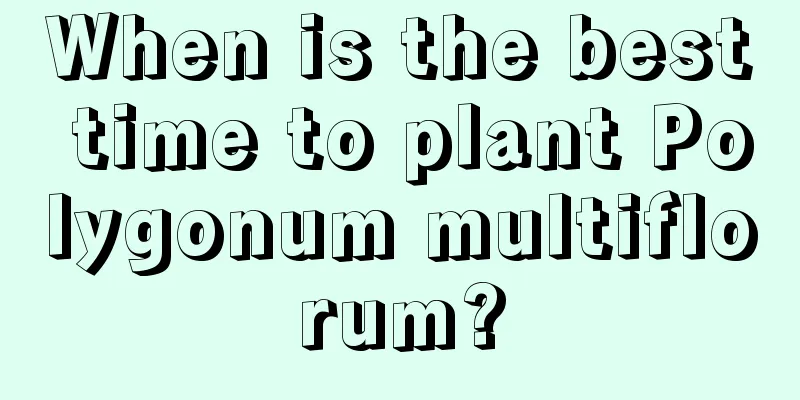 When is the best time to plant Polygonum multiflorum?