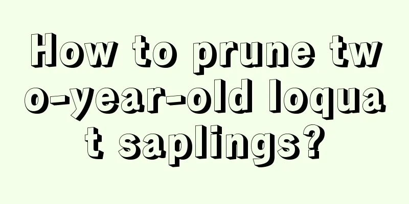 How to prune two-year-old loquat saplings?