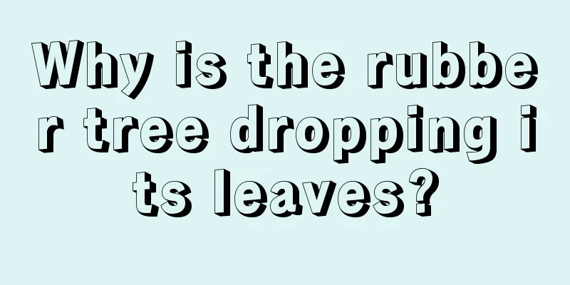 Why is the rubber tree dropping its leaves?