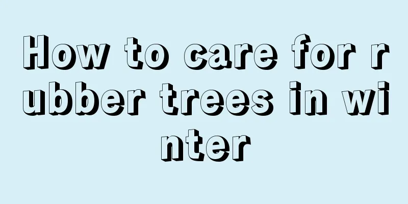 How to care for rubber trees in winter