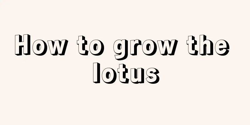 How to grow the lotus