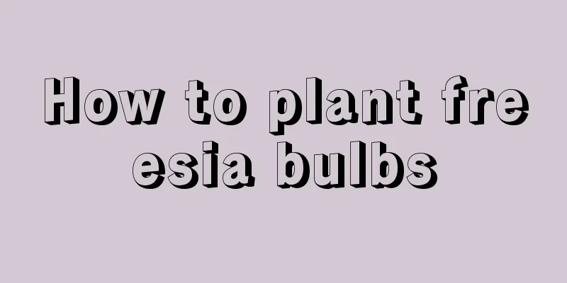 How to plant freesia bulbs