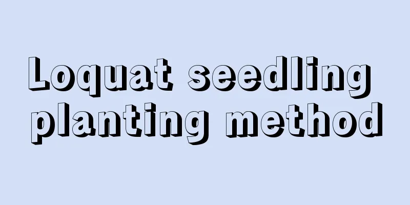 Loquat seedling planting method