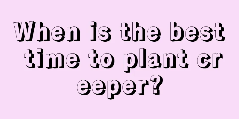 When is the best time to plant creeper?