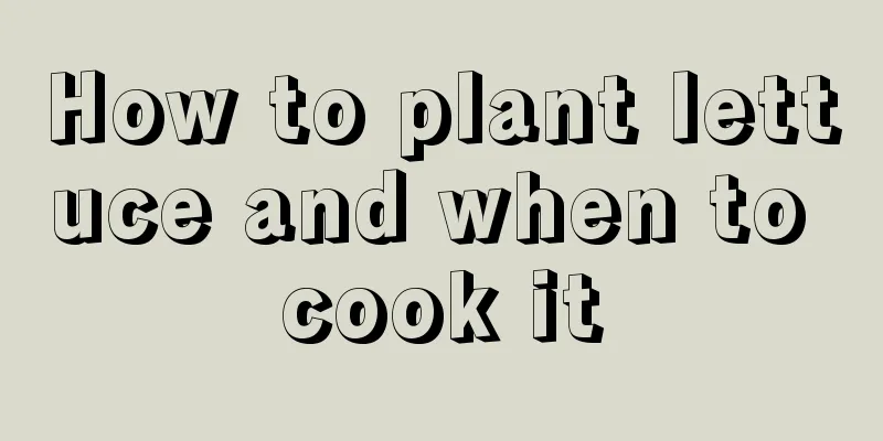 How to plant lettuce and when to cook it