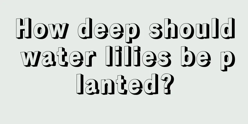 How deep should water lilies be planted?