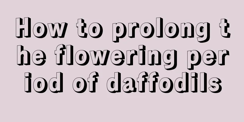 How to prolong the flowering period of daffodils