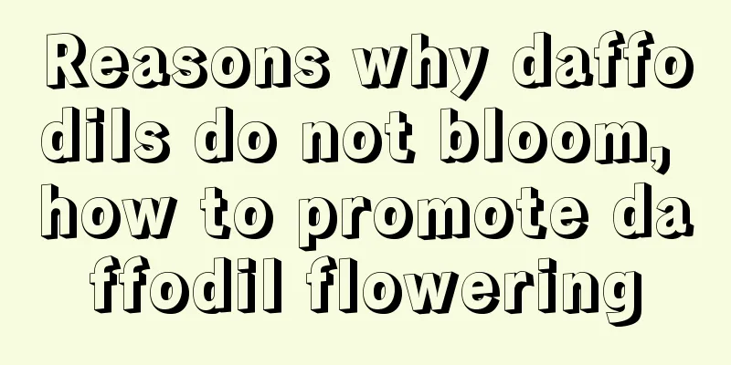 Reasons why daffodils do not bloom, how to promote daffodil flowering