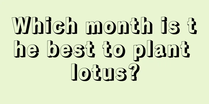 Which month is the best to plant lotus?