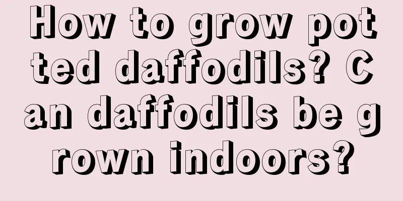 How to grow potted daffodils? Can daffodils be grown indoors?